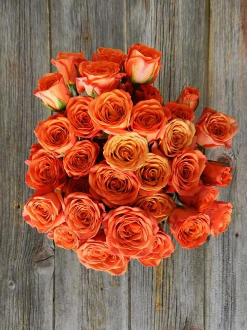  ORANGE SPRAY ROSES